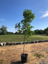 Load image into Gallery viewer, RedPointe Maple
