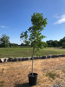RedPointe Maple