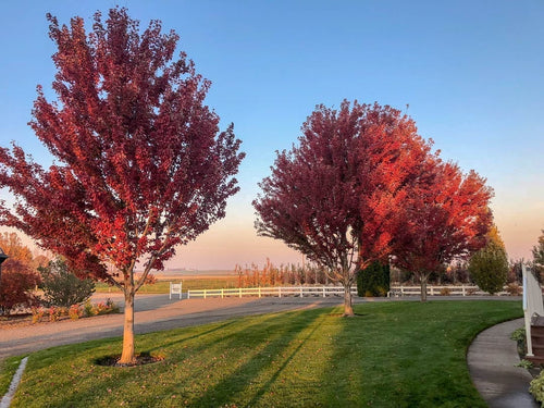 Acer Rubrum - Red Maple Trees For Sale - Beamsville, Ontario