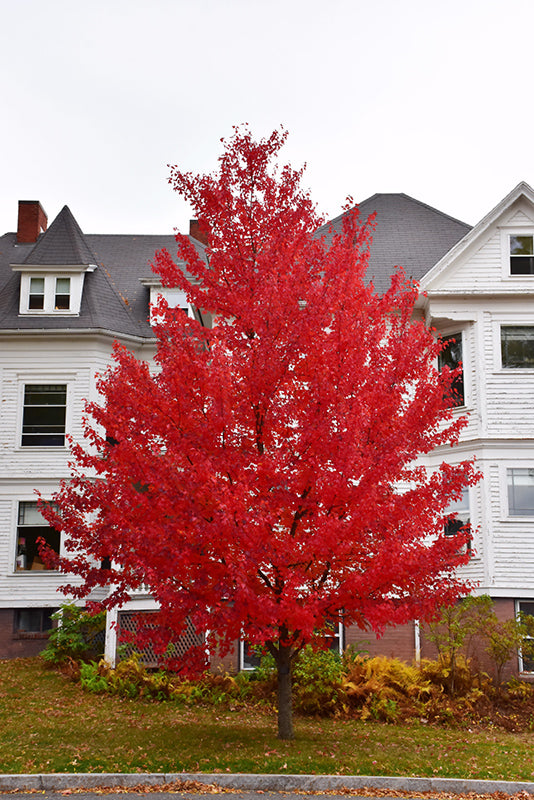 Sun Valley Maple